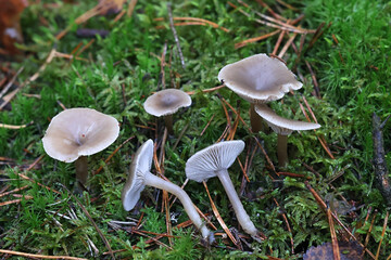 Clitocybe vibecina, commonly known as mealy funnel, mushroom from Finland