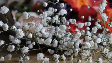 Close-up of beautiful gypsophila