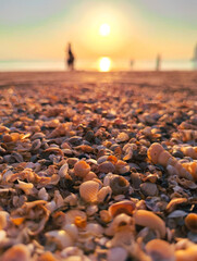 Obraz premium Seashell on Beach During Sunset