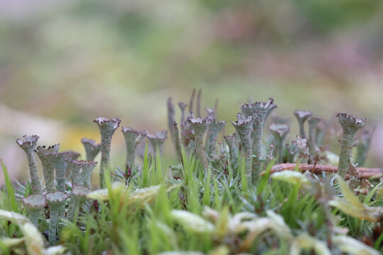 Cladonia phyllophora, commonly known as felt horn lichen, a cup lichen from Finland