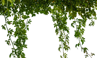 垂れ下がる葉と蔦　緑の自然の木の葉