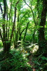 wild spring forest in the gleaming sunlight