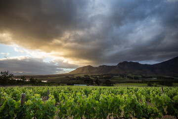 Stunning vineyards in the Hemel-en-Aarde Valley near Hermanus, South Africa, framed by majestic mountains and lush greenery under a vibrant, cloudy sky.