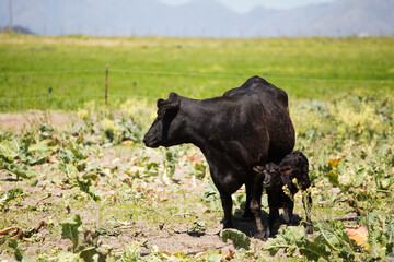 Black Angus cow standing in a green pasture with her calf, set against a rural landscape with a yellow canola field and a water source in the background.