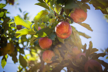 A close-up of ripe Gala apples hanging on a tree, surrounded by lush green leaves and lit by warm sunlight, highlighting their vibrant red and yellow hues.