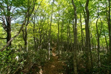新緑の森