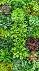 Lush green succulent wall, vibrant foliage, natural texture, garden background, interior design
