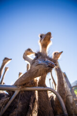 Low-angle close-up of a group of curious ostriches against a bright blue sky, highlighting their long necks and distinctive facial expressions.