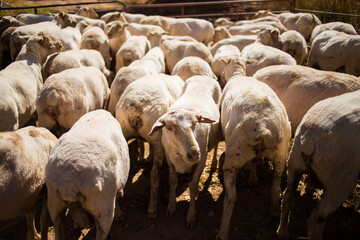 A group of recently shorn sheep in a pen, standing closely together under warm sunlight, showcasing livestock management and rural farming practices.