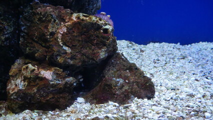 tiny fish hiding in the rocks. zoo aquarium