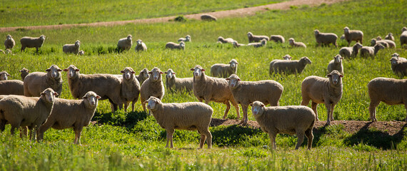 A flock of sheep grazing in a lush green pasture, standing alert under the sunlight in a rural...