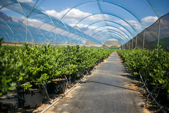 A modern greenhouse tunnel with rows of potted blueberry plants under protective netting, showcasing advanced agricultural techniques for controlled environment farming.
