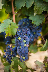 Fototapeta premium Close-up of a bunch of ripening red wine grapes hanging on the vine, surrounded by lush green leaves in a vineyard.