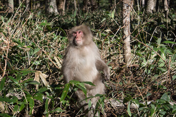 上高地のニホンザル