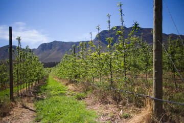 Young apple tree in bloom with pink and white flowers, growing in a newly planted orchard against a blurred mountainous backdrop under a clear blue sky.
