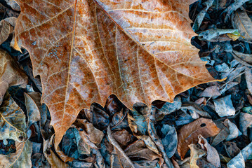 500-61 Sycamore Blue