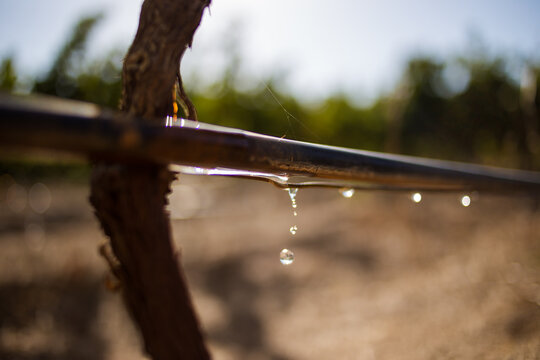 Close-up of a vineyard drip irrigation system with water droplets falling from a pipe, set against a blurred background, showcasing precision agriculture and water management.