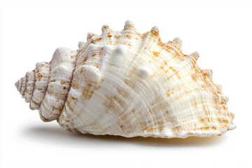 Obraz premium There is a shell on a white surface with a white background