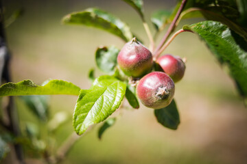 Young apple tree in bloom with pink and white flowers, growing in a newly planted orchard against a blurred mountainous backdrop under a clear blue sky.