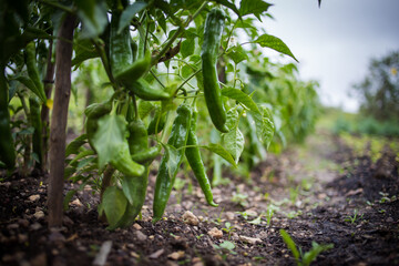 A row of green chili plants growing in a field, with peppers hanging from the branches, surrounded by lush leaves and set against a blurred agricultural background.