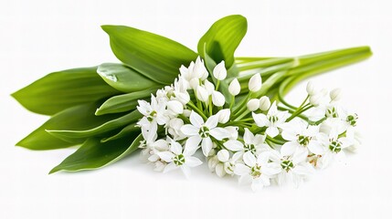 Fototapeta premium Delicate Wild Garlic Flowers with Green Leaves Isolated on White Background