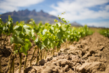 Young grapevines growing in a nursery in Wellington, South Africa, with vibrant green leaves and fertile soil, framed by a mountainous backdrop under a bright blue sky.