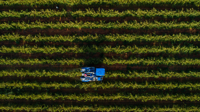 Aerial top-down view of a blue mechanical harvester working in a vineyard, harvesting grapes in neatly aligned rows of vines in the Western Cape, South Africa.