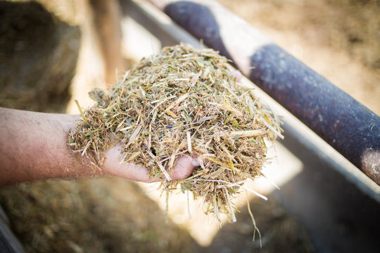 A farmer holding a handful of freshly cut silage, showing the texture and quality of the forage used for livestock feed. Captured on a South African farm.