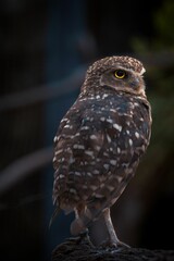 Close-up of a burrowing owl perched on a branch with a dark blurred background.