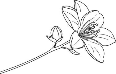 Elegant Line Drawing of a Single Blossom and Bud