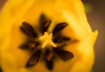 A vibrant close-up of yellow tulips in full bloom, showcasing their delicate petals and lush green leaves. Captured in soft natural lighting, this image highlights the beauty of spring flowers.