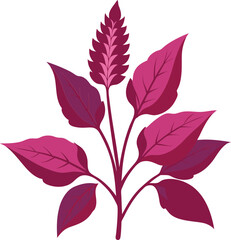 Amaranth Leaves vector art with a white background. Amaranth plant isolated on white background.