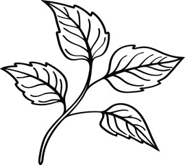 Amaranth Leaves vector art with a white background. Amaranth plant isolated on white background.