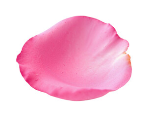 pink rose isolated on white