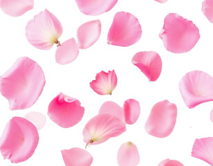 pink roses background