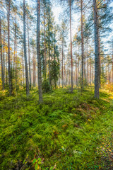 Fototapety na wymiar - Fototapeta24.pl