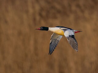 Gänsesäger (Männchen) im Vorbeiflug