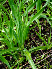 green bear onions in the garden in spring