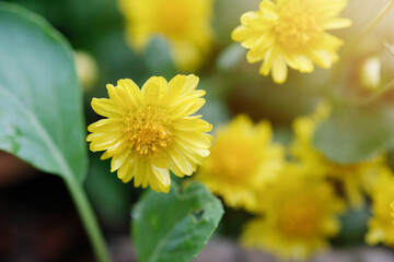 Organic Chrysanthemum Flower the small, fragrant yellow flowers are used to make tea and drink.