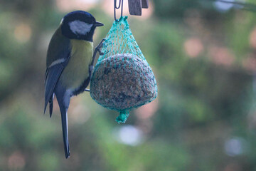 Big tit eating from bird feeder in garden. Feeding action, peaceful mood, close-up shot, horizontal composition, garden setting, concept of wildlife observation and backyard birdwatching. © Vivid Impressions LT