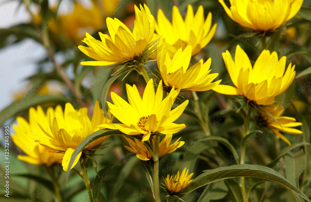 Wall mural A bunch of yellow flowers with green stems