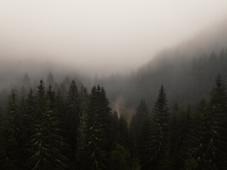 Aerial top view of summer green trees in forest with mountain river in Slovakia. Drone