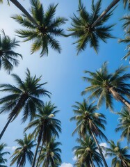 Palm trees in summer on a beach in Mexico