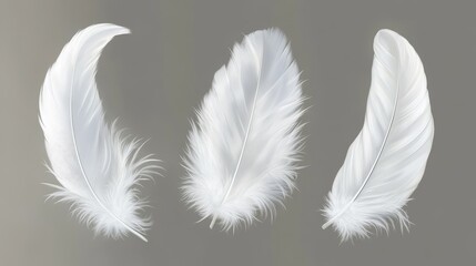 65.A set of flying white plumage with a realistic appearance, showcasing intricate feather details, including the rachis and vane, isolated to highlight their natural beauty.