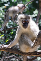 Black faced vervet monkey or Chlorocebus pygerythrus in Monkeyland Primate Sanctuary. South Africa.	