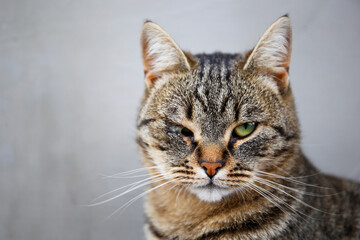 A pet cat has a festering eye. The animal has health problems.