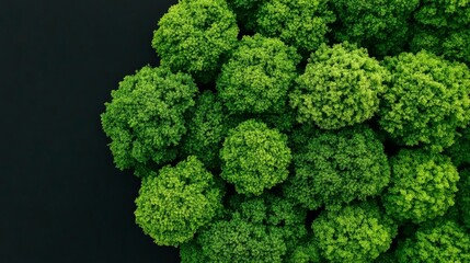 Aerial View of Lush Green Tree Canopy with Dark Water Background