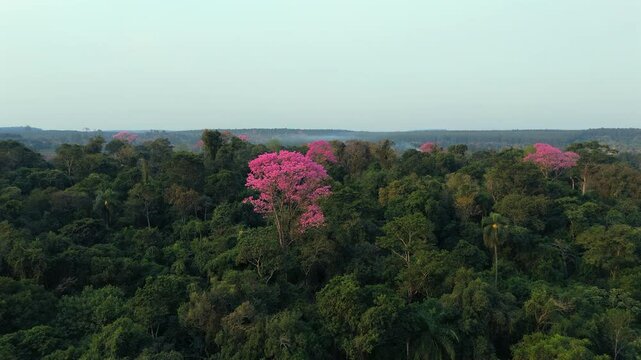 Pink lapacho trees in the midst of a dense jungle.