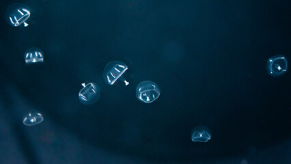 A group of small, translucent umbrella jellyfish drifts through the dark ocean depths, their delicate bodies barely visible against the deep blue background