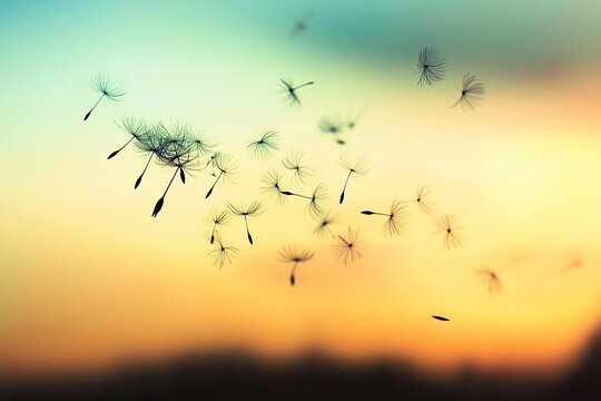 Dandelion seeds flying sunset sky